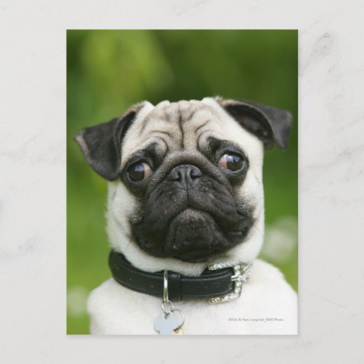 Pug headshot briefkaart (Voorkant)