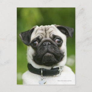Pug headshot briefkaart
