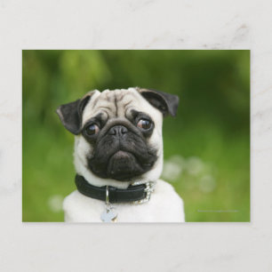 Pug headshot briefkaart