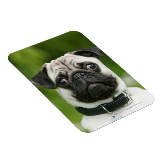 Pug headshot magneet (Rechterzijde)