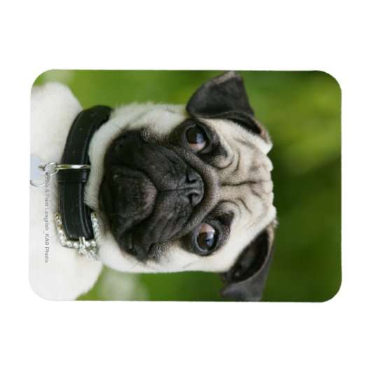 Pug headshot magneet (Horizontaal)