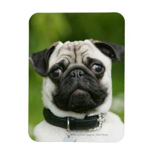 Pug headshot magneet