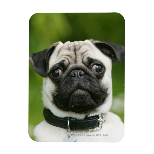Pug headshot magneet (Verticaal)