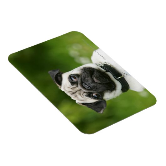 Pug headshot magneet (Rechterzijde)