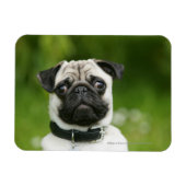 Pug headshot magneet (Horizontaal)