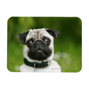 Pug headshot magneet