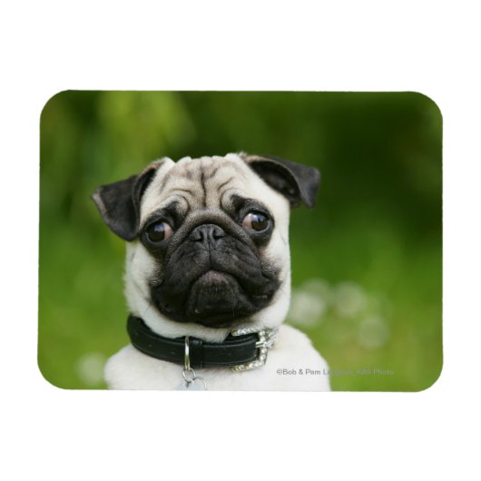 Pug headshot magneet (Horizontaal)
