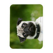 Pug headshot magneet (Verticaal)