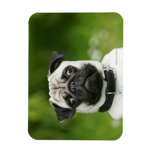 Pug headshot magneet (Verticaal)