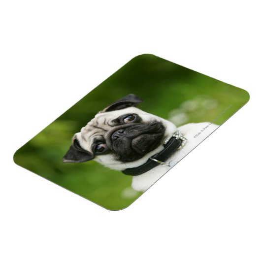 Pug headshot magneet (Linkerzijde)