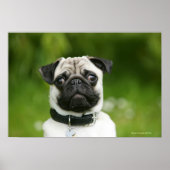 Pug headshot poster (Voorkant)