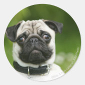 Pug headshot ronde sticker (Voorkant)