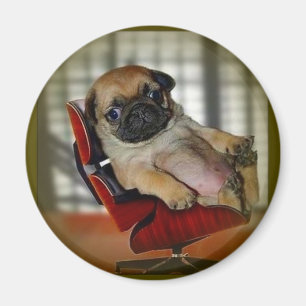 Pug het! magneet