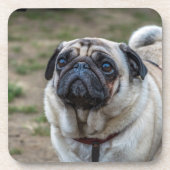 Pug hond harde plastic onderzetters (Voorkant)