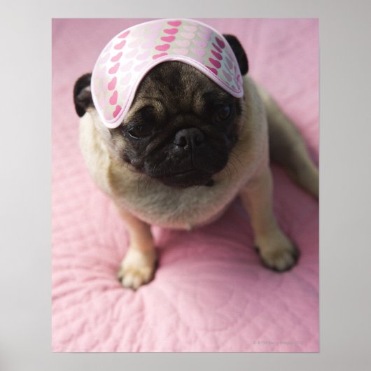 Pug hond met oogmasker op het hoofd dat op bed zit poster (Voorkant)