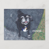 Pug Hond Nieuw Adres Postkaarten (Voorkant)