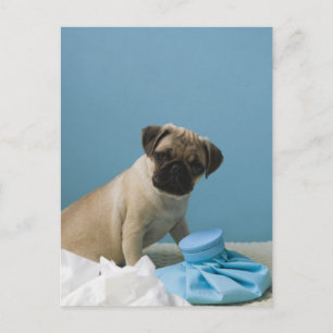 Pug hond op bed met een hete waterfles en briefkaart