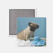 Pug hond op bed met een hete waterfles en magneet (Voorkant / Achterkant)