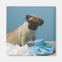 Pug hond op bed met een hete waterfles en
