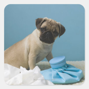 Pug hond op bed met een hete waterfles en vierkante sticker