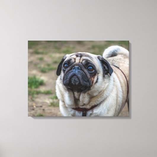 Pug hondenportret canvas print (Voorkant)