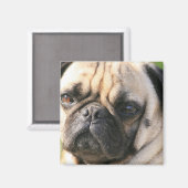 Pug Hondenras magneet (Voorkant / Achterkant)
