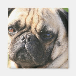 Pug Hondenras Magnet