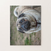Pug-hondpuzzel Legpuzzel (Verticaal)