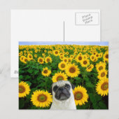 Pug in briefkaart zonnebloemen (Voorkant / Achterkant)