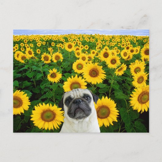 Pug in briefkaart zonnebloemen (Voorkant)