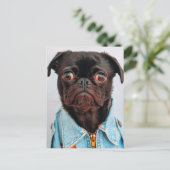 Pug in Denim Jackey Cute Schattig Dog Puppy Briefkaart (Staand voorkant)