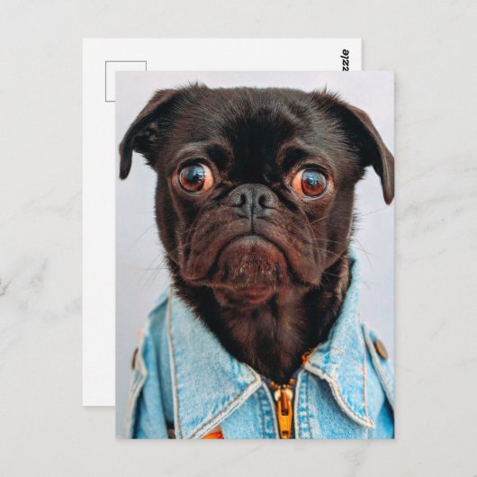 Pug in Denim Jackey Cute Schattig Dog Puppy Briefkaart (Voorkant / Achterkant)