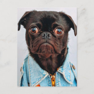 Pug in Denim Jackey Cute Schattig Dog Puppy Briefkaart