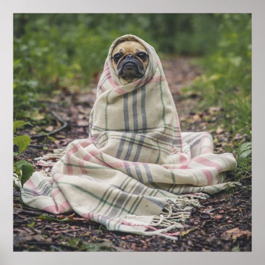 Pug In Een Dekentje Poster (Voorkant)