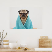 Pug in een handdoek poster (Keuken)