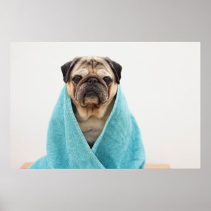 Pug in een handdoek poster
