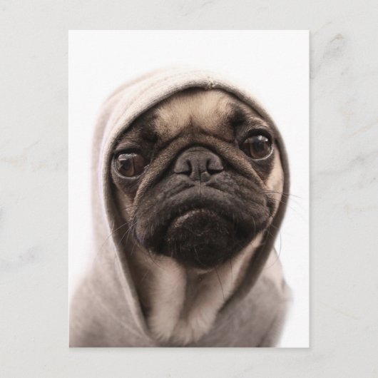 Pug in een hodie briefkaart (Voorkant)