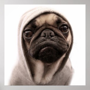 Pug in een hodie poster