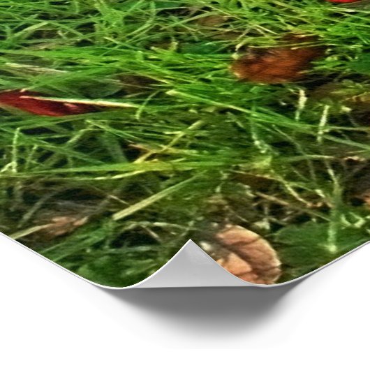 Pug in het park poster (Hoek)