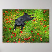 Pug in het park poster (Voorkant)