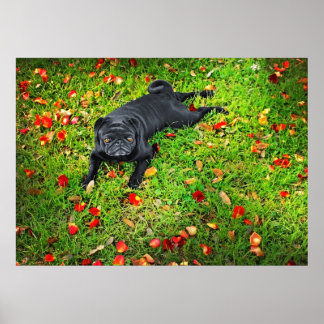 Pug in het park poster