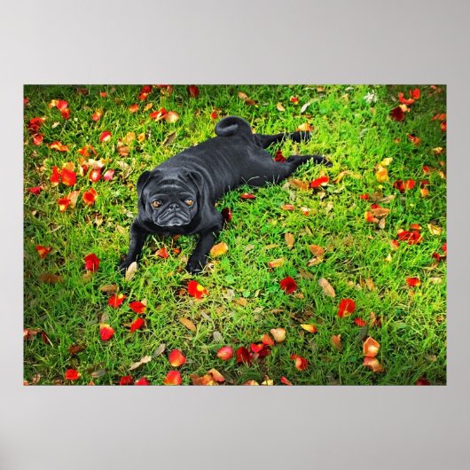 Pug in het park poster (Voorkant)
