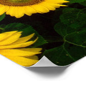 Pug in poster zonnebloemen (Hoek)