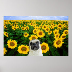 Pug in poster zonnebloemen