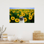 Pug in poster zonnebloemen (Keuken)