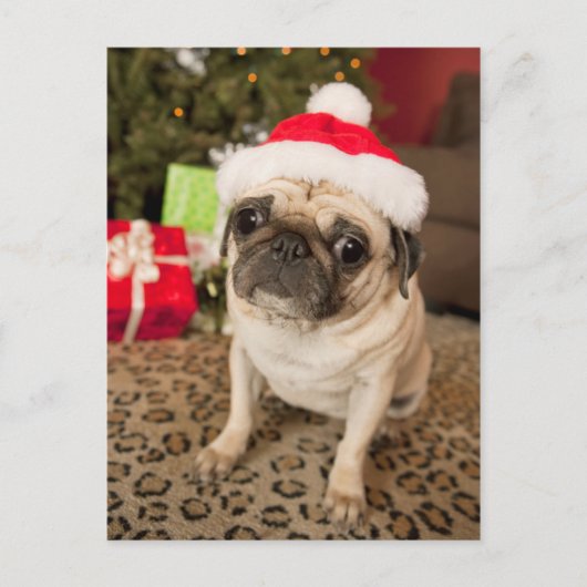 Pug in Santa Claus Pet zittend op tapijt Feestdagenkaart (Voorkant)