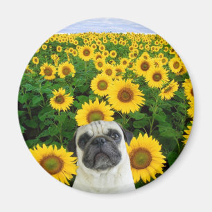 Pug in Sunflower magnet