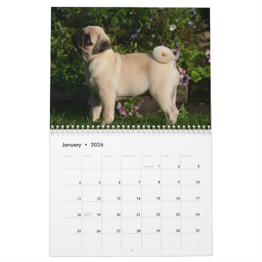 Pug Kalender (Jan 2026)