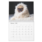 Pug Kalender (Feb 2027)