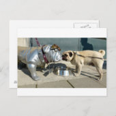 Pug kisses briefkaart (Voorkant / Achterkant)